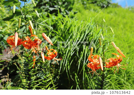 オニユリ　鬼百合 107613642