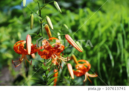 オニユリ　鬼百合 107613741