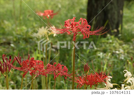 彼岸の頃に咲く真っ赤なヒガンバナ 彼岸の頃に咲く真っ赤なヒガンバナ 107614131