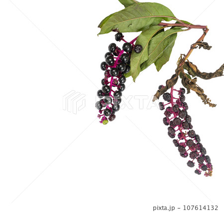 Pokeberry berries Pokeberry berries 107614132
