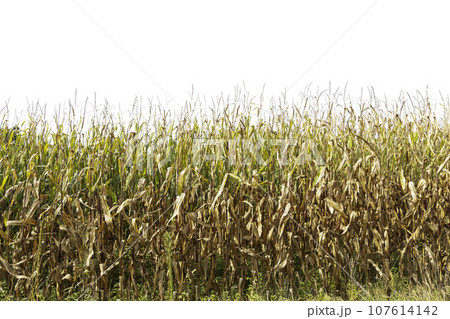 Corn field 107614142