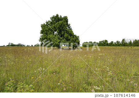 An old oak An old oak 107614146