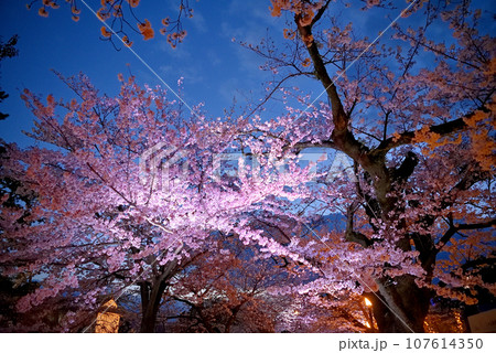 関東地方・小田原城・夜桜・二の丸広場の桜並木、ライトアップされた桜を見上げる・神奈川県小田原市(3) 関東地方・小田原城・夜桜・二の丸広場の桜並木、ライトアップされた桜を見上げる・神奈川県小田原市(3) 107614350
