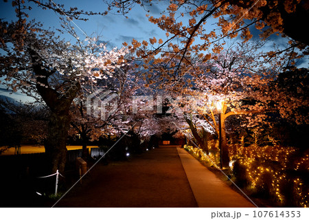 関東地方・小田原城・夜桜・二の丸広場の桜並木、ライトアップされた桜と歩道・神奈川県小田原市(1) 107614353