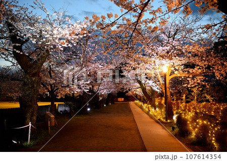 関東地方・小田原城・夜桜・二の丸広場の桜並木、ライトアップされた桜と歩道・神奈川県小田原市(2) 関東地方・小田原城・夜桜・二の丸広場の桜並木、ライトアップされた桜と歩道・神奈川県小田原市(2) 107614354