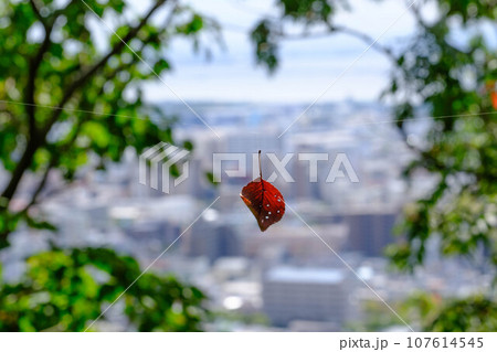 枯葉が一枚、蜘蛛の巣に引っ掛かり風に揺れている。秋の朝、神戸山手の保久良山にて、背景は神戸市街と大阪 枯葉が一枚、蜘蛛の巣に引っ掛かり風に揺れている。秋の朝、神戸山手の保久良山にて、背景は神戸市街と大阪 107614545