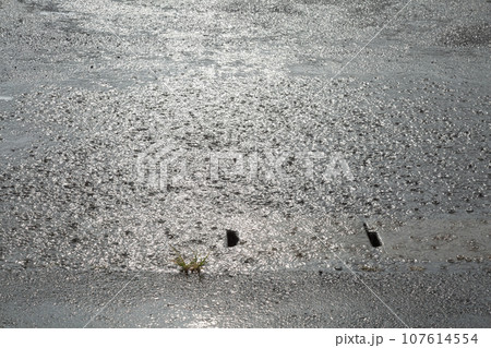 雨降りで地面の水たまりにできた水紋 波紋 雨降りで地面の水たまりにできた水紋 波紋 107614554