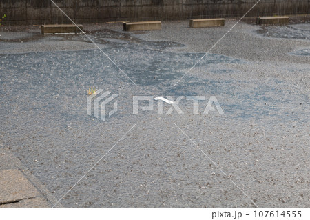 雨降りで地面の水たまりにできた水紋 波紋 雨降りで地面の水たまりにできた水紋 波紋 107614555
