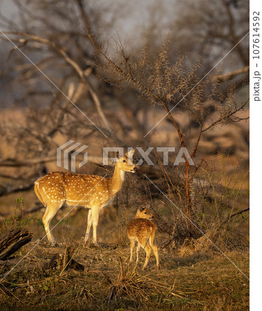 mother Spotted deer or Chital or Cheetal or axis axis with her fawn or baby in scenic and colorful landscape winter evening light at keoladeo national park or bharatpur bird sanctuary Rajasthan India mother Spotted deer or Chital or Cheetal or axis axis with her fawn or baby in scenic and colorful landscape winter evening light at keoladeo national park or bharatpur bird sanctuary Rajasthan India 107614592