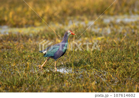 Western swamphen or Purple Moorhen or Porphyrio porphyrio bird closeup or portrait in winter season evening light at wetland of keoladeo national park or bharatpur bird sanctuary rajasthan india asia 107614602
