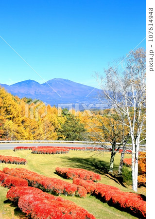 三望台の紅葉と浅間山 107614948