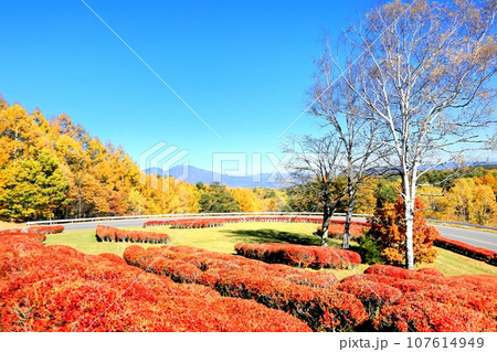 三望台の紅葉と浅間山 107614949
