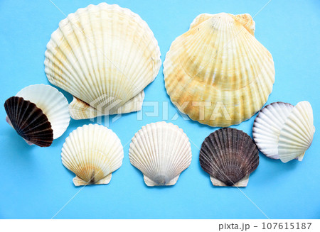 Japanese sea scallop seashells on a blue background. close-up 107615187