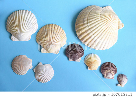 Japanese sea scallop seashells in a row on a blue background. close-up Japanese sea scallop seashells in a row on a blue background. close-up 107615213