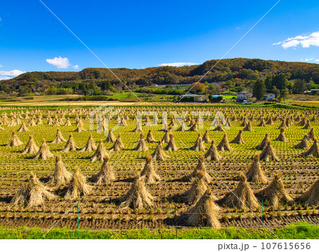 稲刈り後の稲わら干し（稲わら立て）に青空が映える風景 107615656