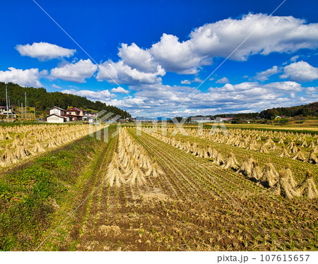 稲刈り後の稲わら干し（稲わら立て）に青空が映える風景 107615657