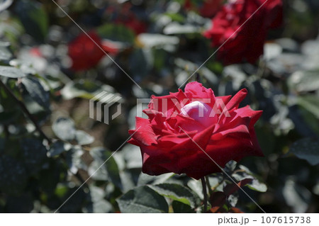 荒尾市 おもやい市民花壇 バラの花、 荒尾市 おもやい市民花壇 バラの花、 107615738