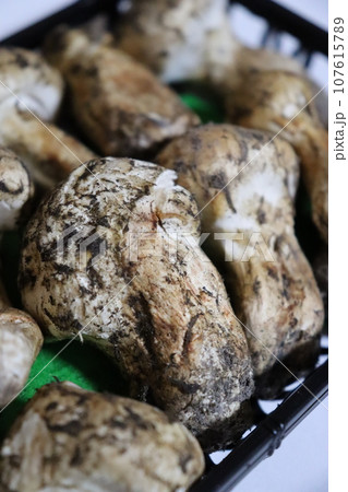 松茸 保存方法 土瓶蒸し お吸い物 食欲の秋 松茸狩り 秋の味覚 ホイル焼き すき焼き 高級品 松茸 保存方法 土瓶蒸し お吸い物 食欲の秋 松茸狩り 秋の味覚 ホイル焼き すき焼き 高級品 107615789