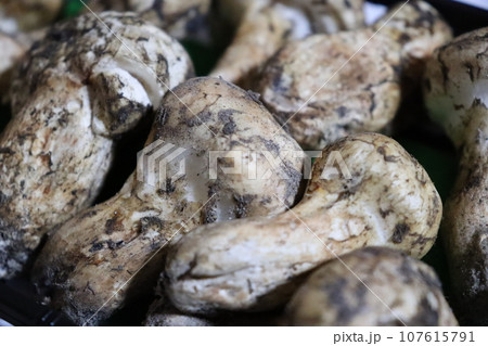 松茸 保存方法 土瓶蒸し お吸い物 食欲の秋 松茸狩り 秋の味覚 ホイル焼き すき焼き 高級品 松茸 保存方法 土瓶蒸し お吸い物 食欲の秋 松茸狩り 秋の味覚 ホイル焼き すき焼き 高級品 107615791