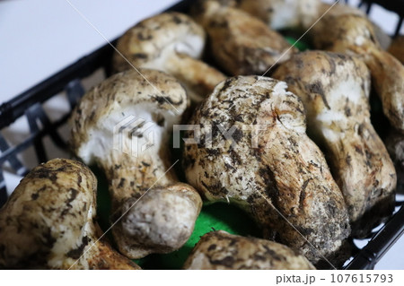 松茸 保存方法 土瓶蒸し お吸い物 食欲の秋 松茸狩り 秋の味覚 ホイル焼き すき焼き 高級品 松茸 保存方法 土瓶蒸し お吸い物 食欲の秋 松茸狩り 秋の味覚 ホイル焼き すき焼き 高級品 107615793