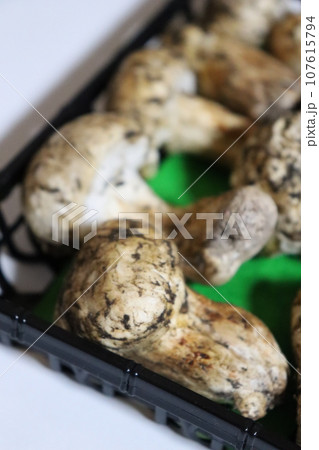 松茸 保存方法 土瓶蒸し お吸い物 食欲の秋 松茸狩り 秋の味覚 ホイル焼き すき焼き 高級品 松茸 保存方法 土瓶蒸し お吸い物 食欲の秋 松茸狩り 秋の味覚 ホイル焼き すき焼き 高級品 107615794