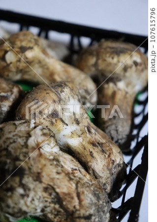松茸 保存方法 土瓶蒸し お吸い物 食欲の秋 松茸狩り 秋の味覚 ホイル焼き すき焼き 高級品 松茸 保存方法 土瓶蒸し お吸い物 食欲の秋 松茸狩り 秋の味覚 ホイル焼き すき焼き 高級品 107615796
