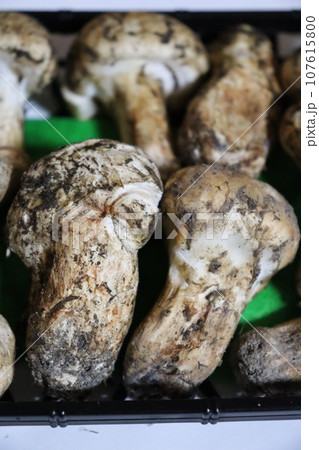 松茸 保存方法 土瓶蒸し お吸い物 食欲の秋 松茸狩り 秋の味覚 ホイル焼き すき焼き 高級品 松茸 保存方法 土瓶蒸し お吸い物 食欲の秋 松茸狩り 秋の味覚 ホイル焼き すき焼き 高級品 107615800