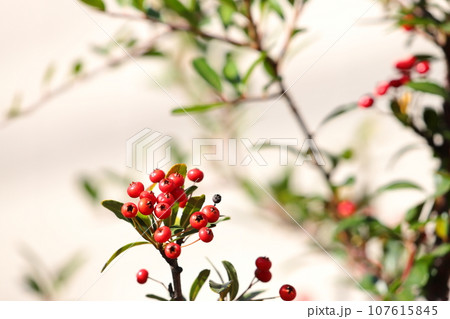 ピラカンサの赤い果実 ピラカンサの赤い果実 107615845