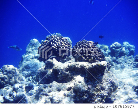 ドロップオフ間近で育つアオサンゴ 107615977