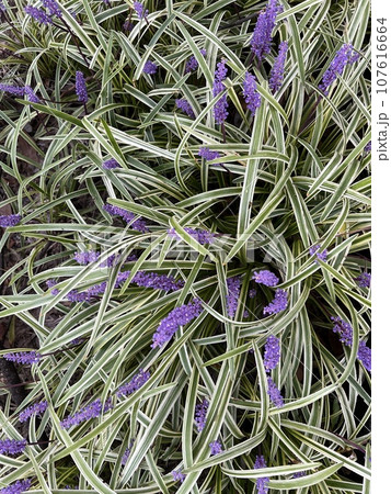 斑入り藪蘭 斑入り藪蘭 107616664