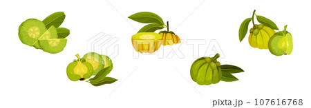 Garcinia Cambogia Fruit as South Tropical Species Vector Set Garcinia Cambogia Fruit as South Tropical Species Vector Set 107616768