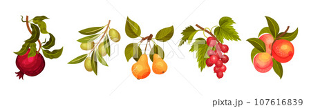 Ripe Garden Fruit Branch with Hanging Berry Vector Set Ripe Garden Fruit Branch with Hanging Berry Vector Set 107616839