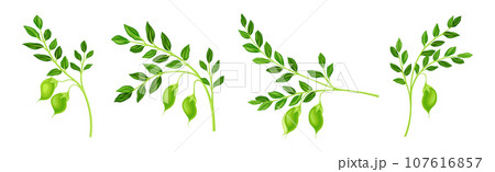 Chickpea Legume Plant with Green Stem with Pod Vector Set Chickpea Legume Plant with Green Stem with Pod Vector Set 107616857