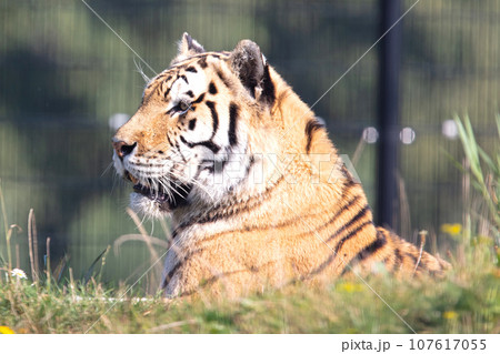 Amour tiger on the green grass 107617055