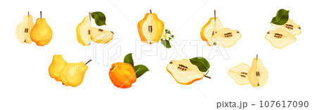 Quince Fruit Whole and Half with Stem Vector Set Quince Fruit Whole and Half with Stem Vector Set 107617090
