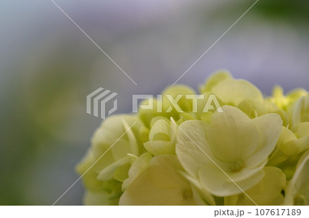 黄色のアジサイの花 クローズアップ 黄色のアジサイの花 クローズアップ 107617189