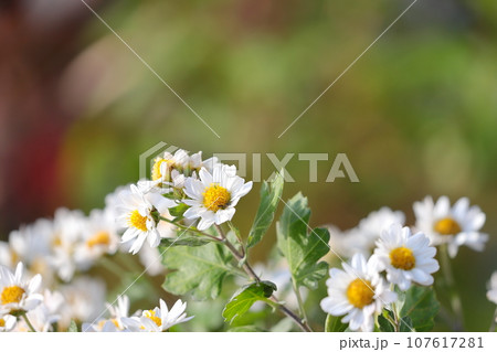 小菊のクローズアップ 107617281