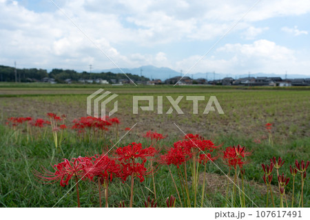 秋の農村地帯と彼岸花 107617491