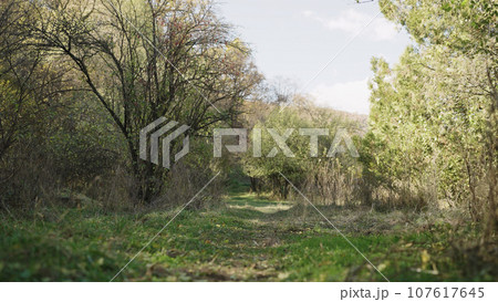 fallen autumn leaves on a trail in forest 107617645