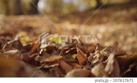 fallen autumn leaves on a ground in forest fallen autumn leaves on a ground in forest 107617671