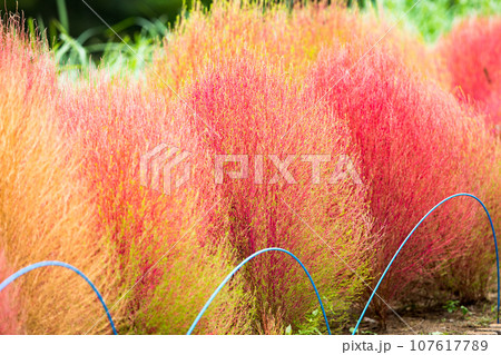 埼玉県さいたま市大宮花の丘農林公苑 コキア 埼玉県さいたま市大宮花の丘農林公苑 コキア 107617789