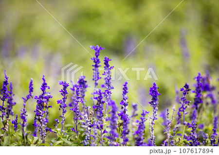 埼玉県さいたま市大宮花の丘農林公苑　ブルーサルビア 107617894