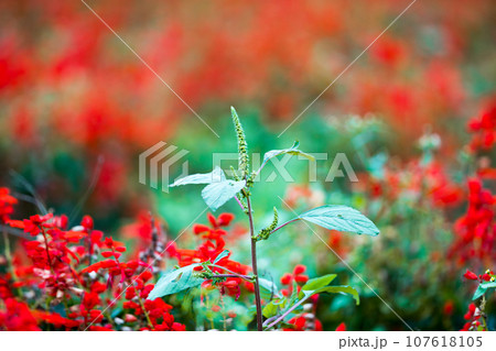 埼玉県さいたま市大宮花の丘農林公苑 サルビア 埼玉県さいたま市大宮花の丘農林公苑 サルビア 107618105