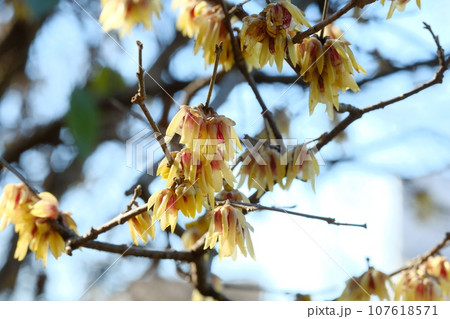 蝋梅の花 蝋梅の花 107618571