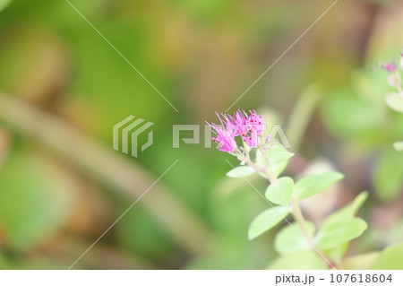 オオベンケイソウの花 オオベンケイソウの花 107618604