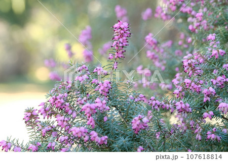 満開のジャノメエリカの花 満開のジャノメエリカの花 107618814