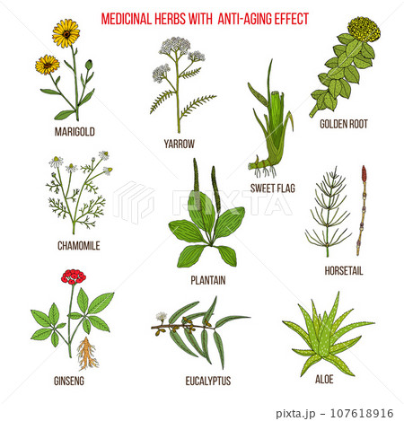 Collection of anti-aging herbs. Hand drawn vector illustration Collection of anti-aging herbs. Hand drawn vector illustration 107618916
