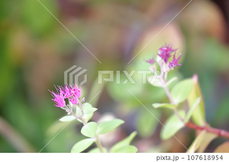 オオベンケイソウの花 オオベンケイソウの花 107618954