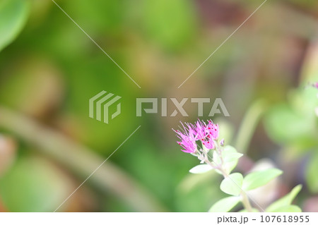 オオベンケイソウの花 107618955