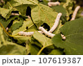 蚕 107619387